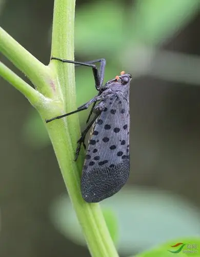 斑衣蜡蝉