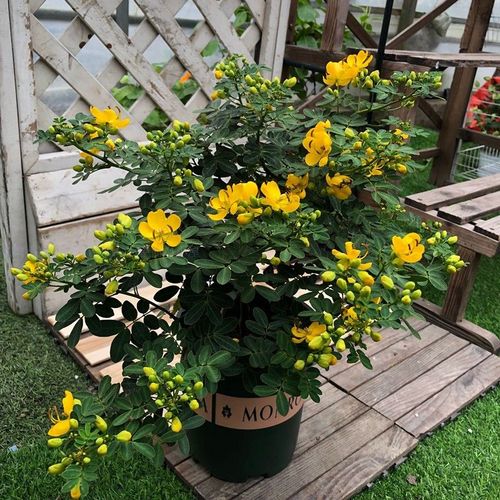 庭院花园金丝梅盆栽金雀花耐寒木本植物多年生花卉室外开花带花苞