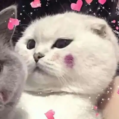 软橙:猫咪情侣头/有一张单着的找_qq情侣头像_我要个性网