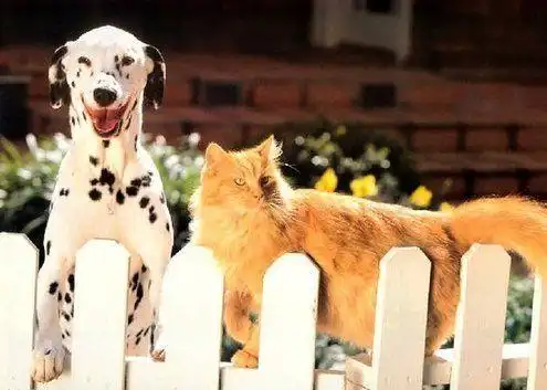 超萌狗狗爆笑图片