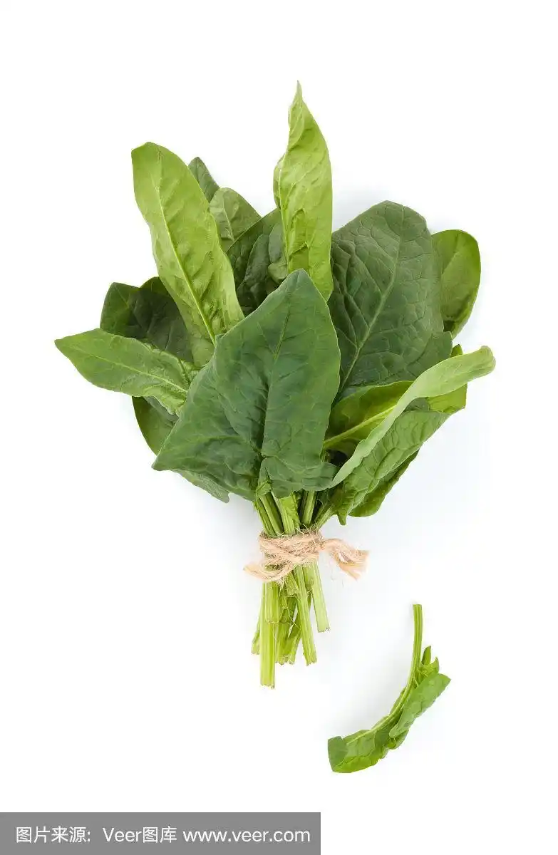 新鲜菠菜叶子.