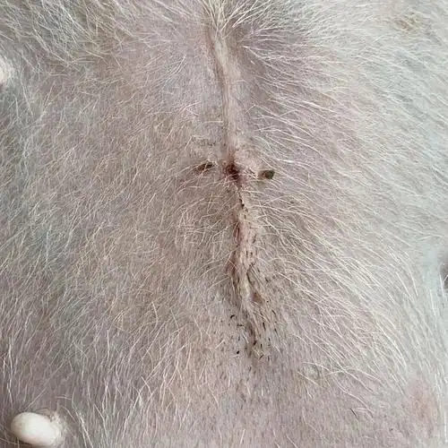 讨论狗子们绝育后的伤口缝线是什么样的