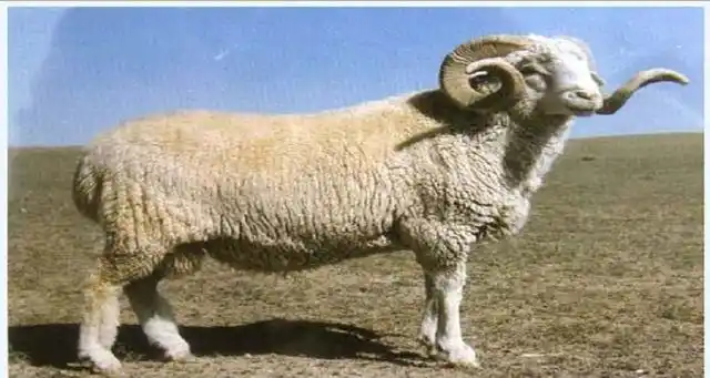 羊主要有内蒙古细毛羊,阿勒泰羊,黄淮山羊,波尔山羊,杜泊羊,小尾寒羊