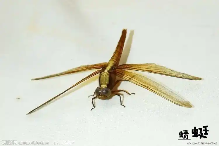 蜻蜓图片