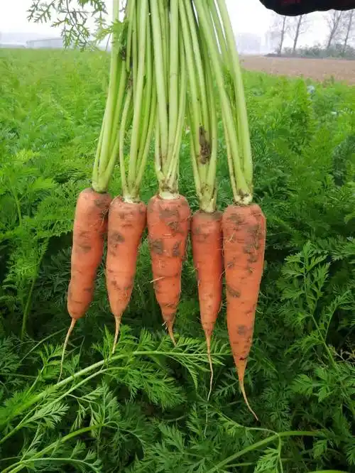 胡萝卜2022新鲜现挖品种5斤自家转基因带泥水果萝卜