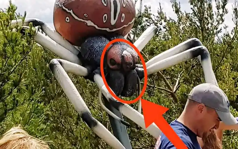 世界上最致命的蜘蛛!一但被咬!后果无法想象!