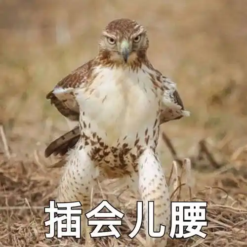 插会儿腰(猫头鹰)