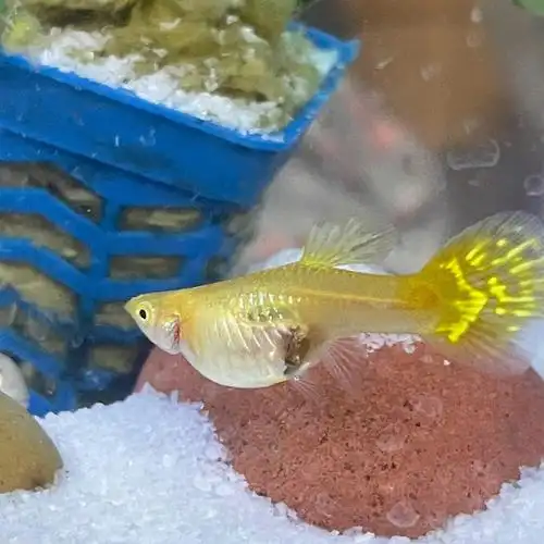 怀孕孔雀鱼肚子这样是快生了么