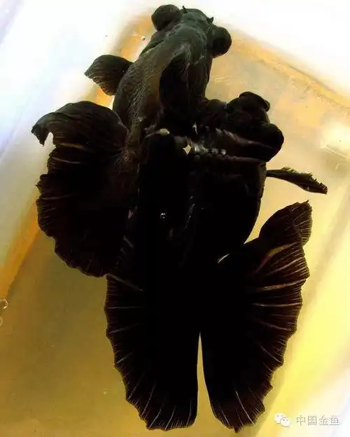 极品蝶尾金鱼不看后悔真不愧为国粹