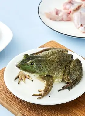 鲜活牛蛙三只750g现杀半成品后350g
