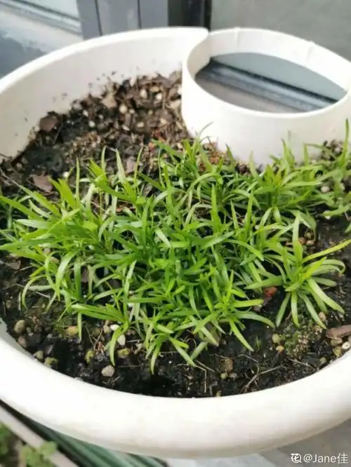 满天星的种子非常小,跟灰尘一样,如果种子很大像豆子,就是假的,用麦蓝