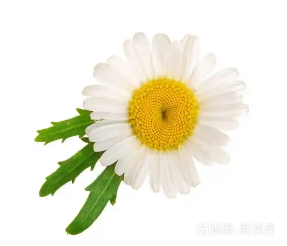 菊花或雏菊, 叶子在白色背景下被隔离.顶部视图.平躺