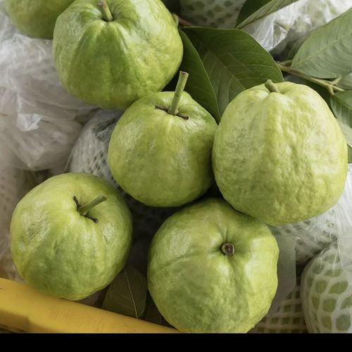 广西原产地珍珠芭乐白心番石榴孕妇新鲜水果现摘现发芭乐果包邮