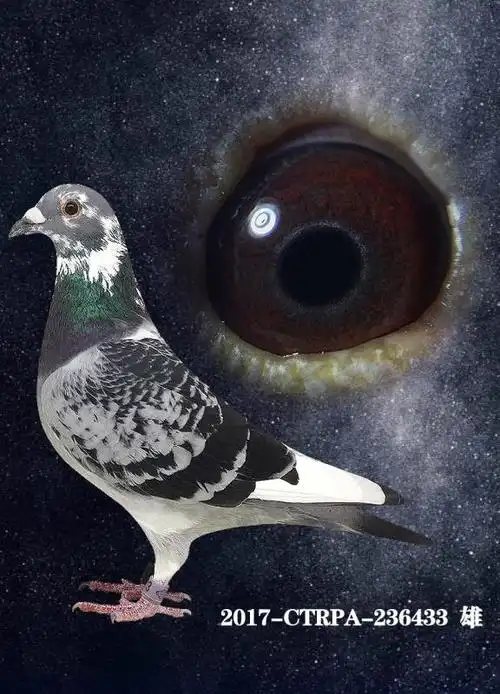 涵涵鸽业17年台鸽花头白条雨点公微信13544150820己售