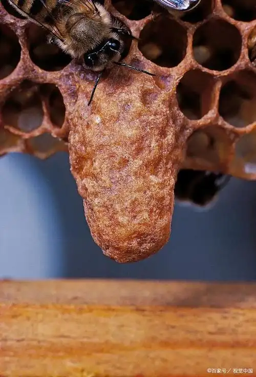 即将成熟的自然王台