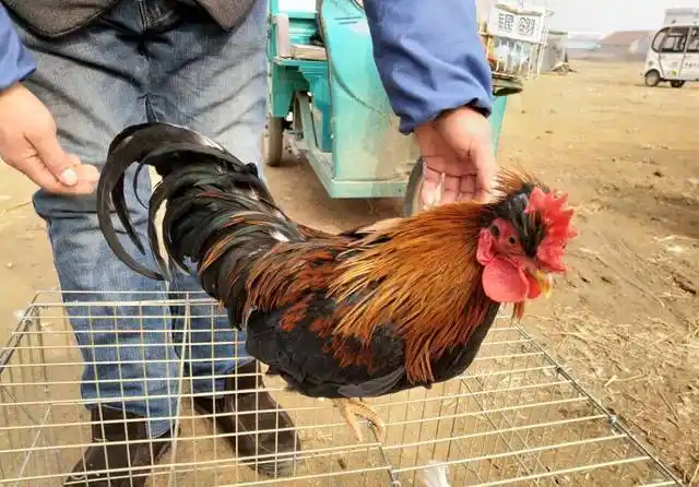 这只元宝鸡是母的,卖价八十元.母鸡体型没有公鸡好看,所以相对便宜.