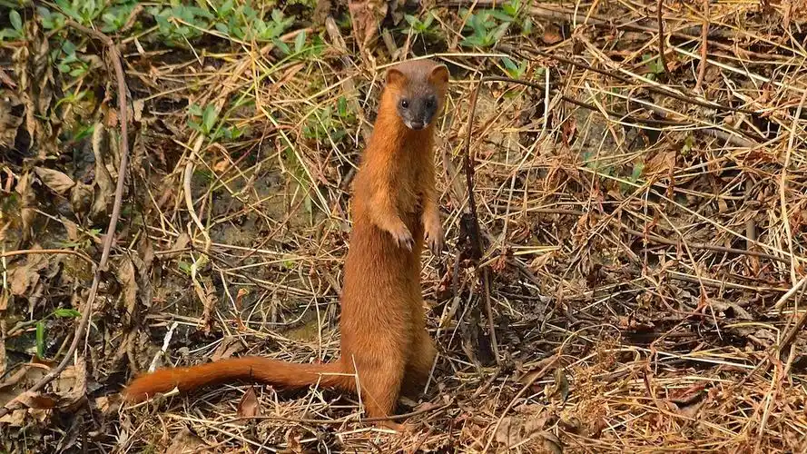 黄鼠狼全身是宝,为啥很少有人愿意养殖?养殖户:真养不起啊