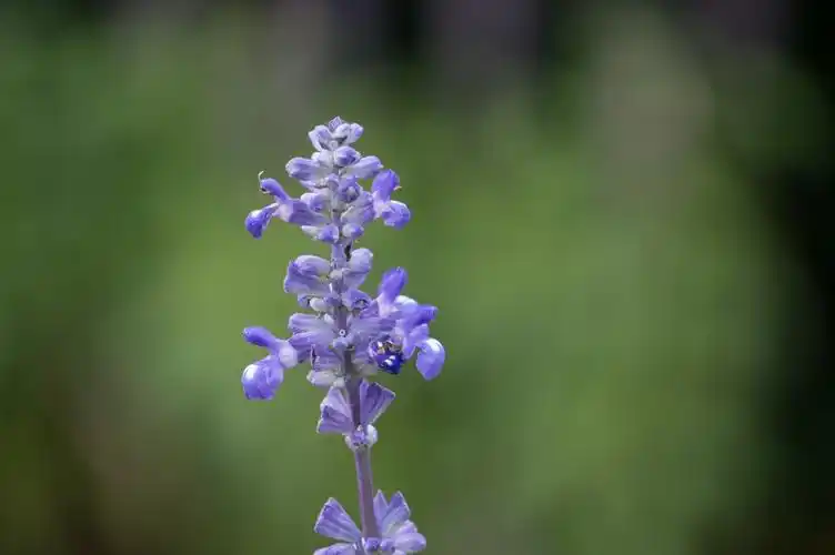 【薰衣草摄影图片】成都生态摄影_摄情画意_太平洋电脑网摄影部落