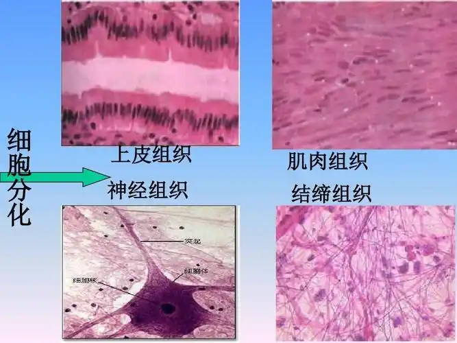 细 胞 分 化 上皮组织 神经组织 肌肉组织 结缔组织
