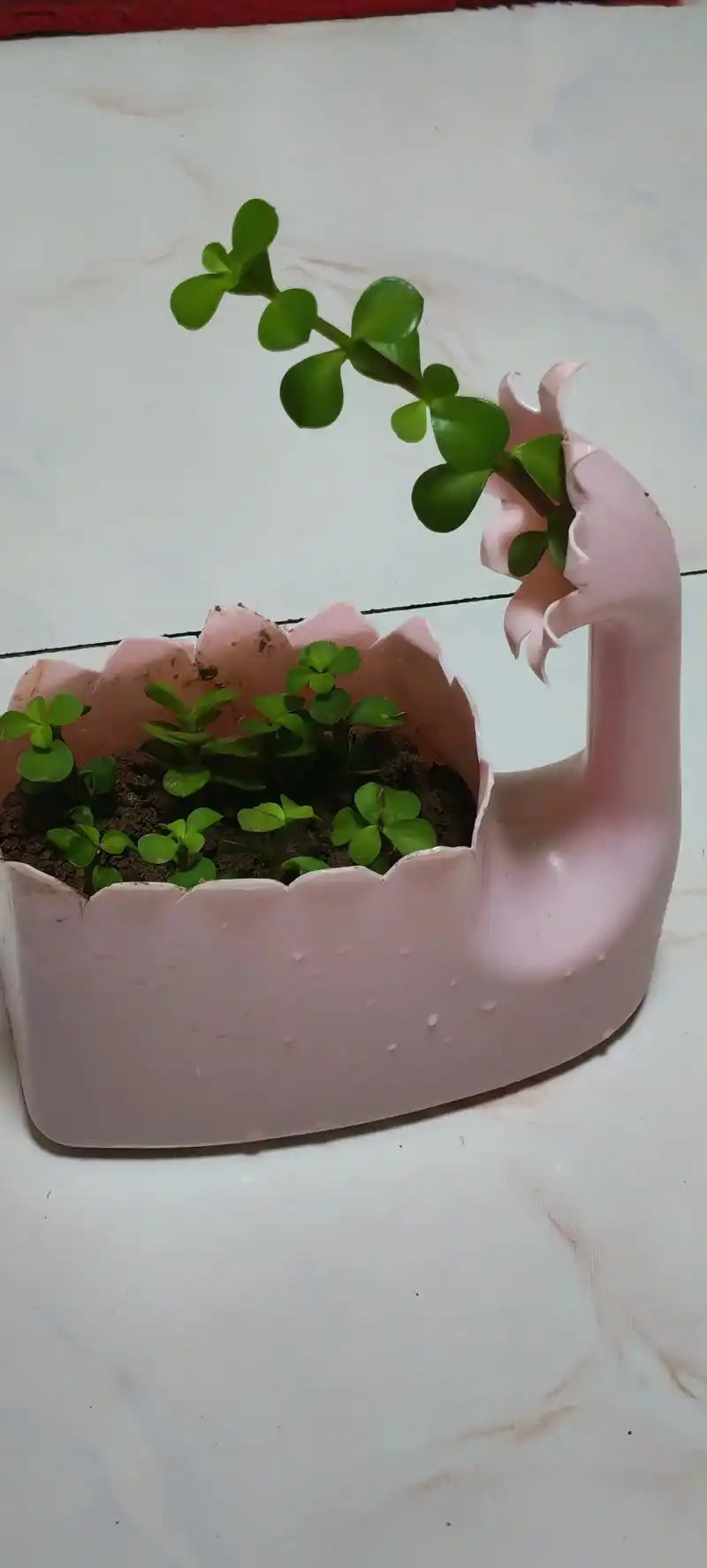 第一次学着用洗衣液桶改做花盆,虽然有点难.看,总算是成功了