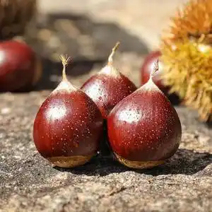 正宗毛粟锥子栗生新鲜锥栗锥粟小板粟圆椎粟毛锥形福建板栗特大果