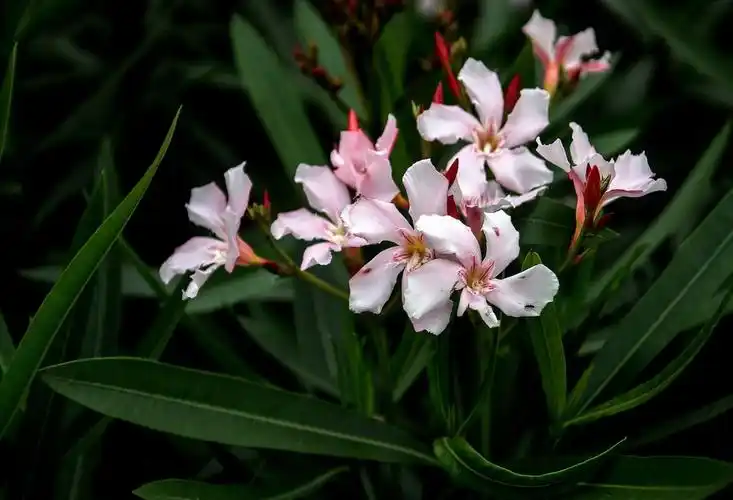 应和佳作兄一组夹竹桃100d交流