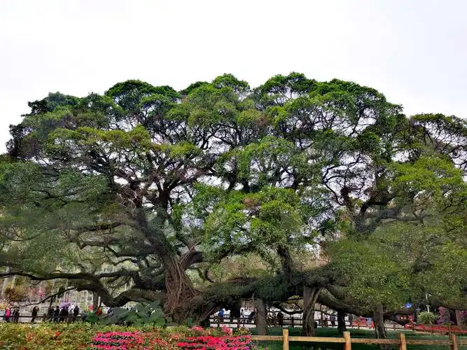 千年老榕树,像一把张开的大扇子