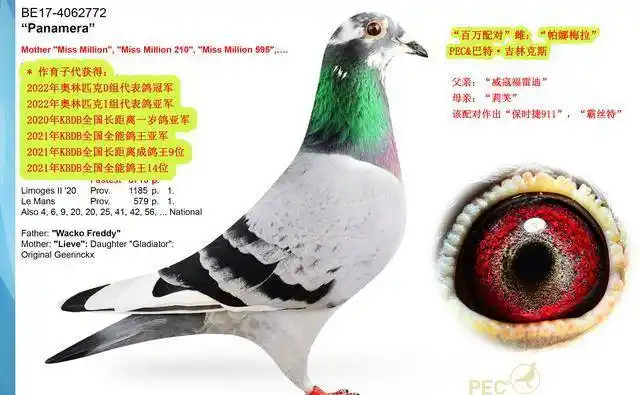 曾作出2015年kbdb全国大中距离鸽王冠军"小明星"