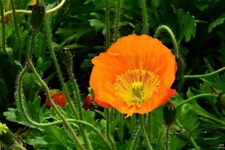 冰岛罂粟