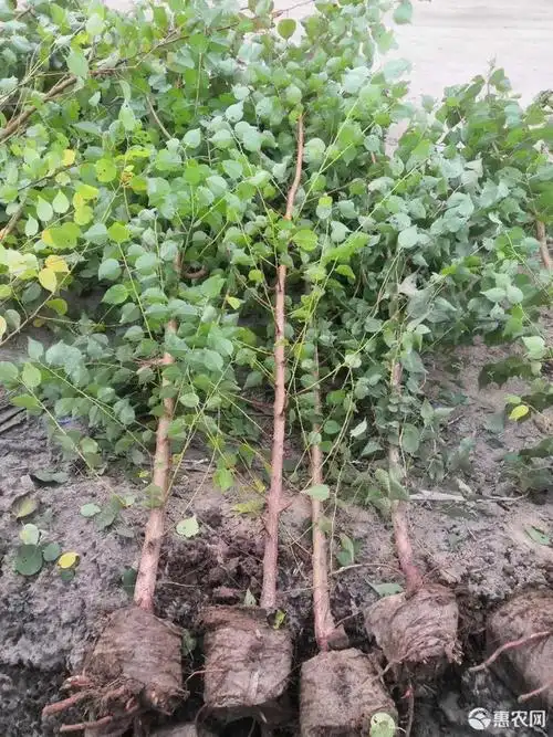 [山杏苗批发]山杏苗 山杏 杯苗价格3元/株 - 惠农网