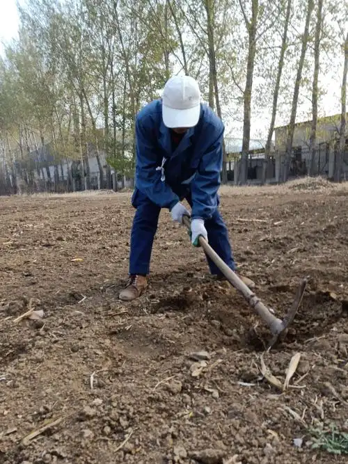 4月13日"植树节"齐各庄村两委干部带领30名党员志愿者参加挖树坑活动