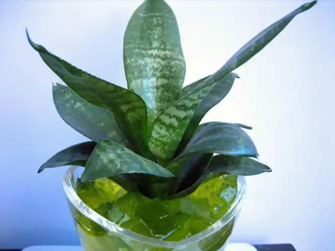 展开全部 短叶虎皮兰