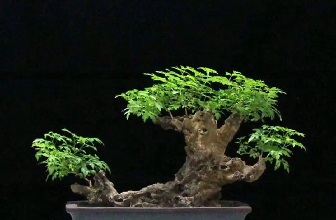 养黄荆盆景要注意事项