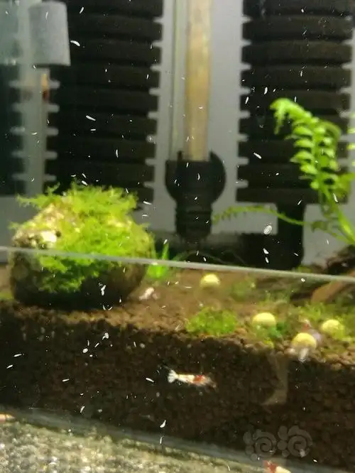 这玩意是涡虫吗