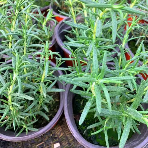 新鲜迷迭香百里香西餐牛排用食用调料配料烘焙烧烤香草香料迷迭香50g