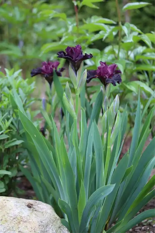 现在杂交的品种繁多,有很多颜色,特别是鸢尾有纯正的蓝色.