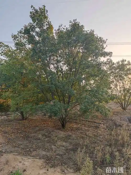 高度600厘米丛生元宝枫