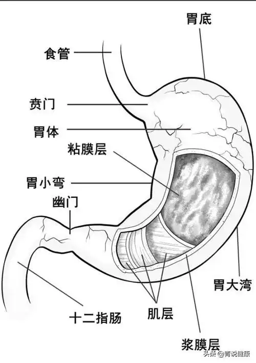 胃与之相近的器官有食管,贲门,胃体,幽门,十二指肠,我将胃的结构图