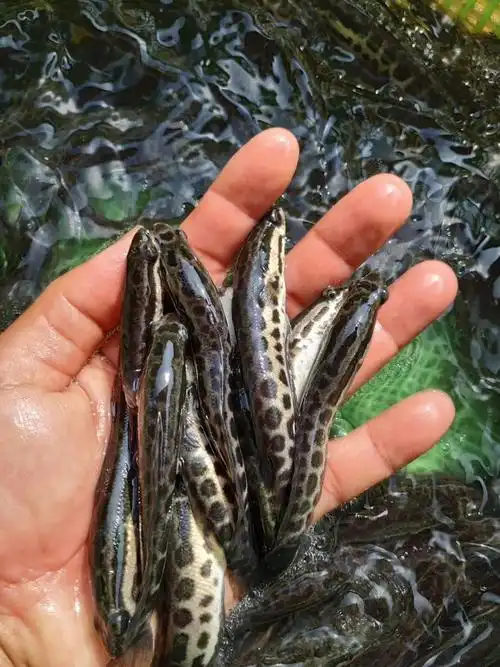 黑鱼苗批发 大规格生鱼活体出售 优先种苗 高产量养殖