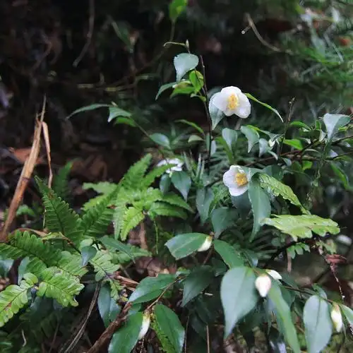 远远的叶中藏有满树白花山中茶园里的大朵野油茶其实要追溯我对山茶花