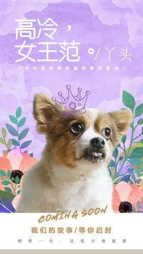 宠物狗海报