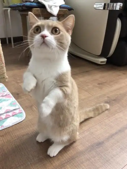 都说矮脚猫无比的萌你真的敢养吗
