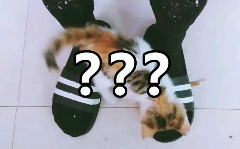 活动  香香软软的喵星人怎么可能会喜欢闻地球人的臭jiojio呢?