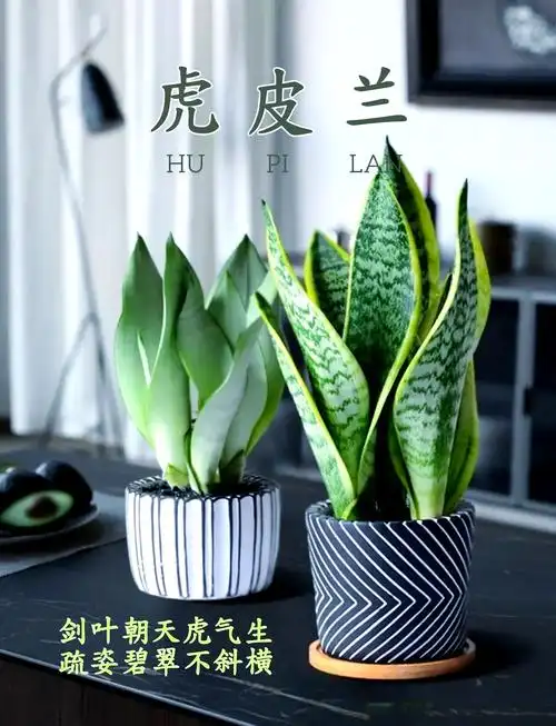 虎皮兰:耐旱耐阴的家居绿植之王