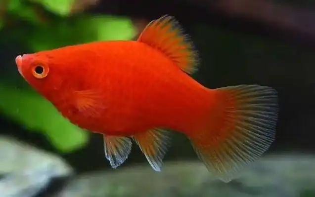 一,鱼种论述红月光鱼是月光鱼的一种,因通体呈红色而得名,别称红绒球