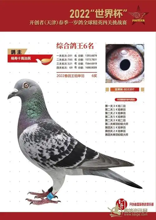 2022年开创者天津春季一岁鸽综合鸽王前10名照片欣赏