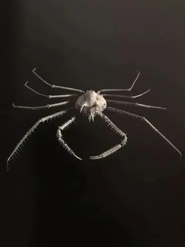 海蜘蛛 西南太平洋 体长 20 厘米