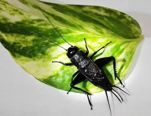 冬天如何养好油葫芦一形态特征和生活习性