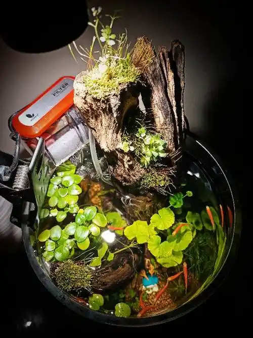 纪念首开桌面圆缸三天后的景色 - 水草造景 - cta南美水族