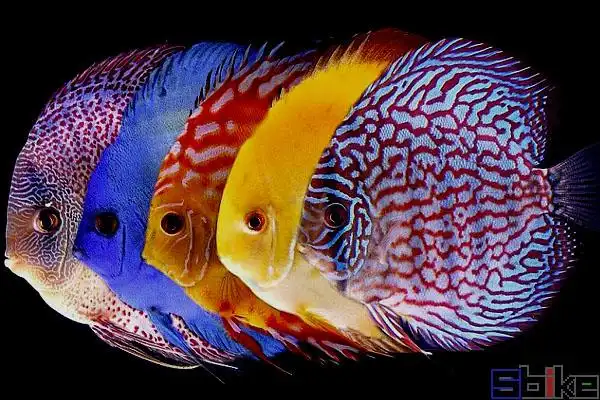 野生蓝七彩神仙鱼6